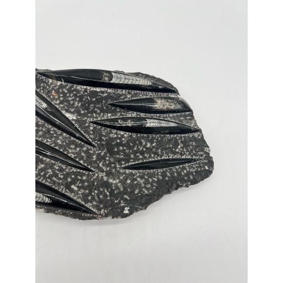 Fossils Orthoceras (???) Plate Plague SQUID, Home Decor 7" x 11"  READ - Picture 3 of 13